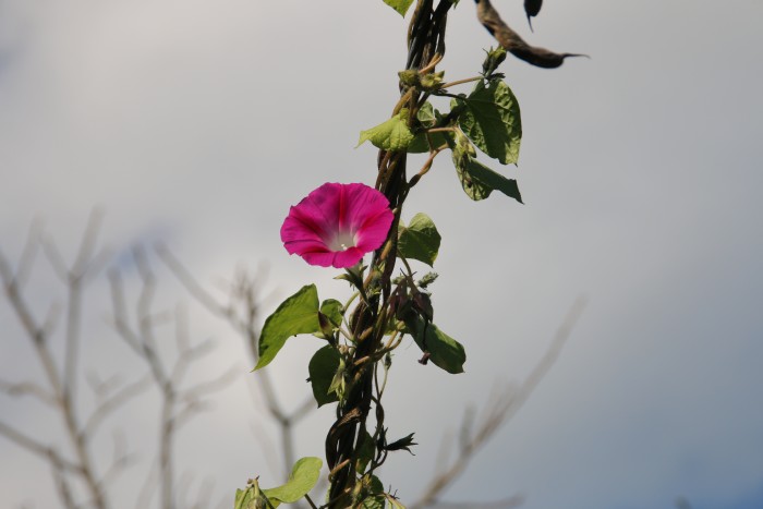 牵牛花