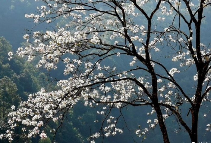 山谷里的白花