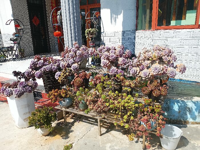 打造小花园.jpg
